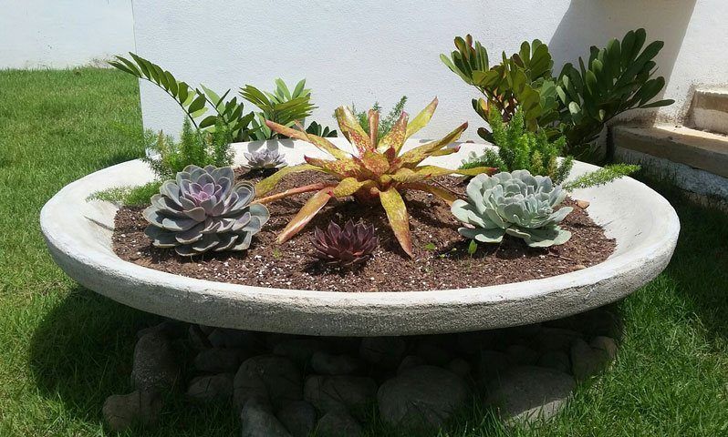 bowl grande con jardin de bromelias